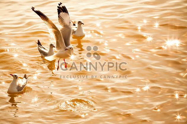 Seagulls on shining water - Free image #136323