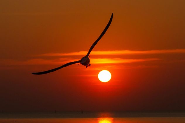 Seagull flying at sunset - Free image #136353