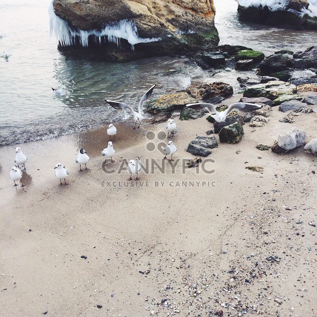 Seagulls on sea coast - image #136543 gratis