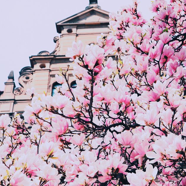 Magnolia tree in blossom - image #136583 gratis