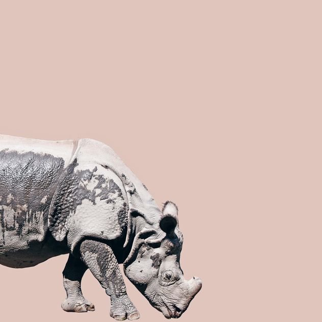 Rhino isolated on pink background - image gratuit #136613 