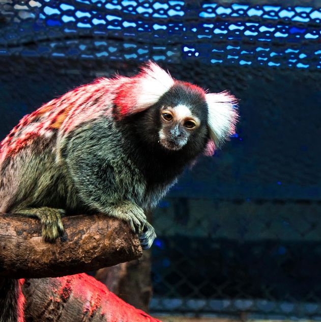 Marmoset monkey in zoo - image #136633 gratis