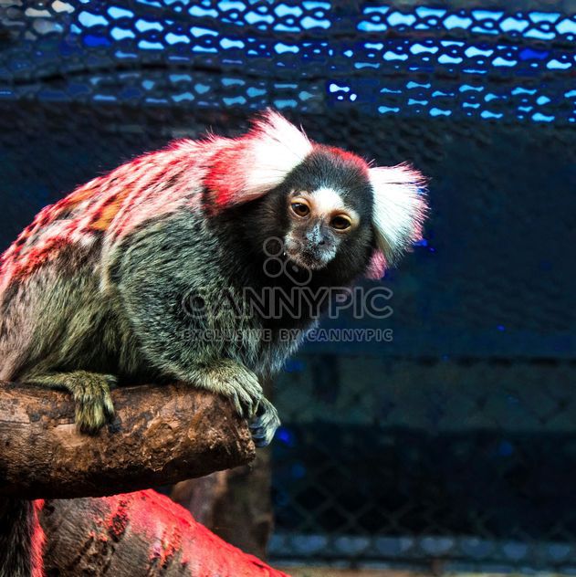 Marmoset monkey in zoo - бесплатный image #136633
