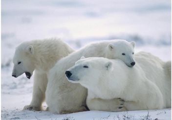 Cute Polar Bears - vector gratuit #158373 