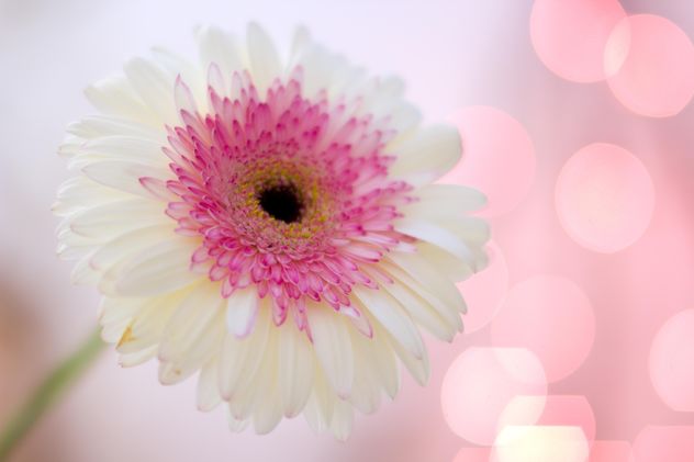 Clsoeup of white gerbera flower - бесплатный image #182583