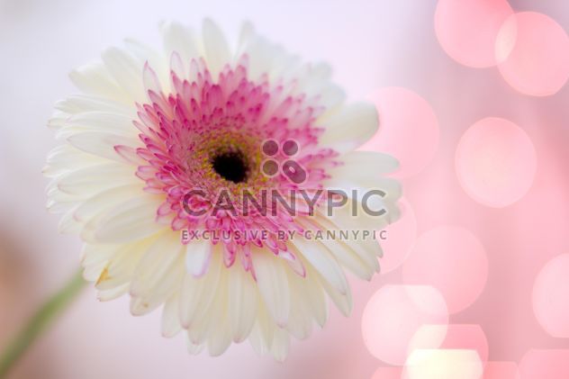 Clsoeup of white gerbera flower - image #182583 gratis
