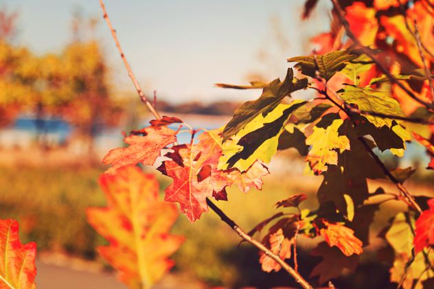 #autumncity #autumn #orange #nature - Free image #182883