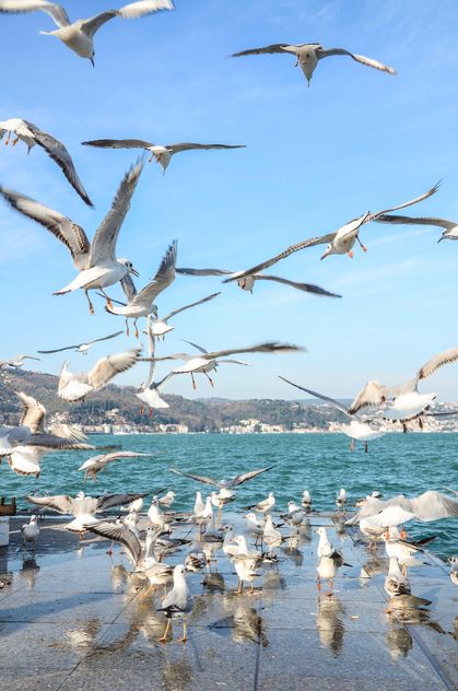 Seagulls on seafront under blue sky - бесплатный image #182973