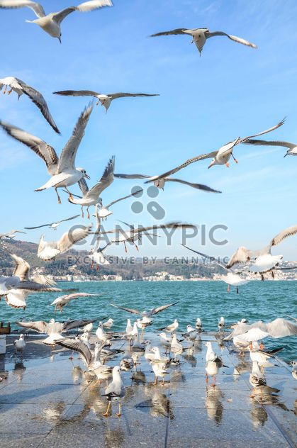 Seagulls on seafront under blue sky - бесплатный image #182973