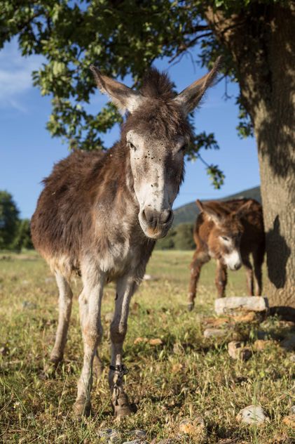 Cute donkeys on meadow - image gratuit #183063 
