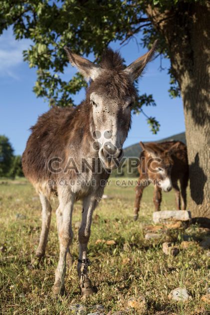 Cute donkeys on meadow - image #183063 gratis