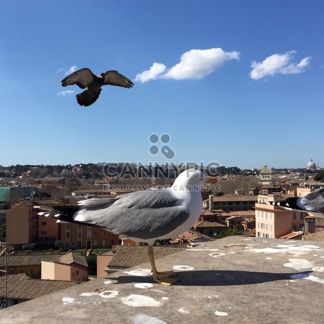 seagulls on roof - image #183093 gratis