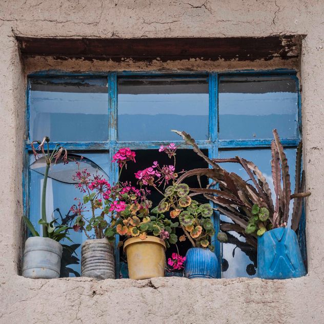 Flowers in front of window - Kostenloses image #183113
