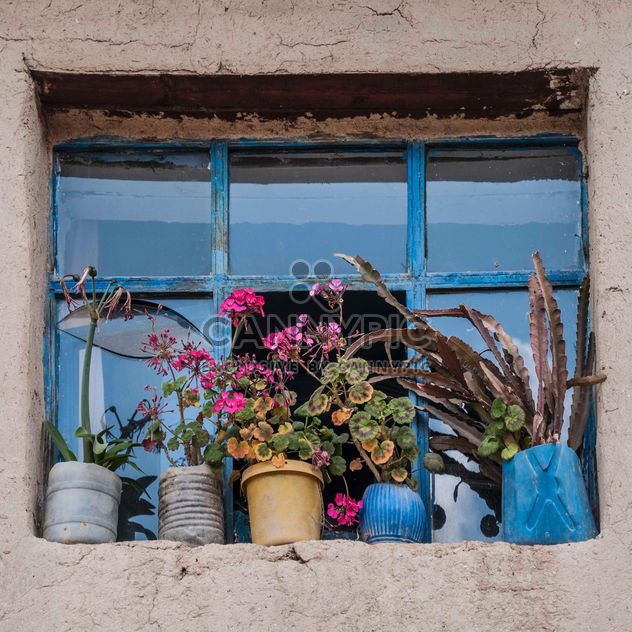 Flowers in front of window - image #183113 gratis