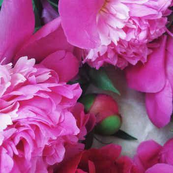 Pink peony flowers - Free image #183193