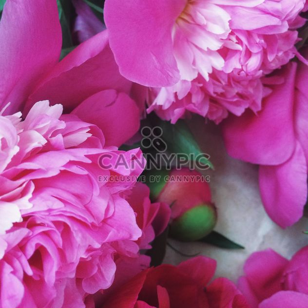 Pink peony flowers - image #183193 gratis