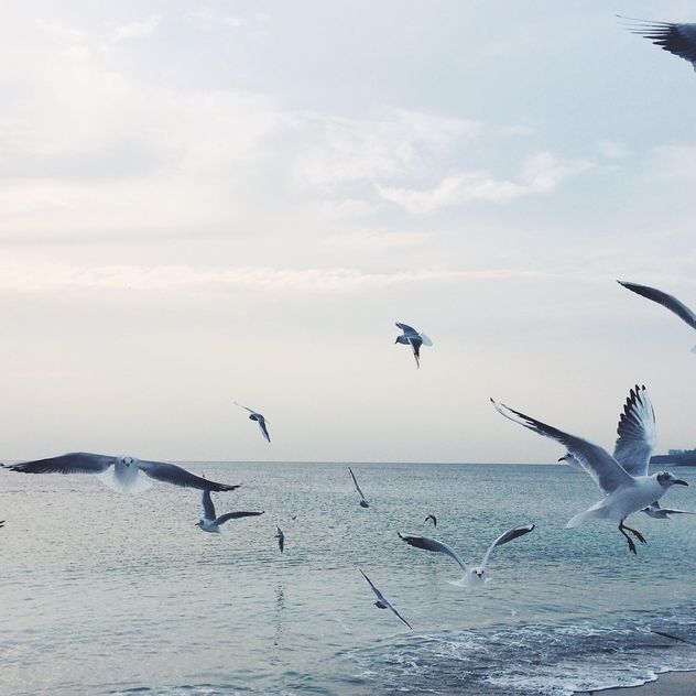 Seagulls flying over sea - image #183323 gratis