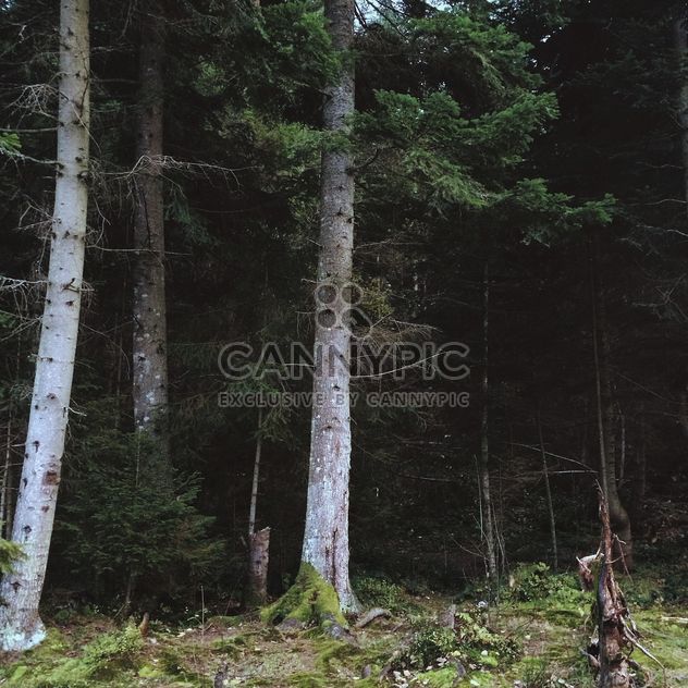 Trees in Ukrainian forest - image #183533 gratis
