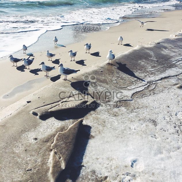 Seagulls on seashore in sunny day - image #183553 gratis