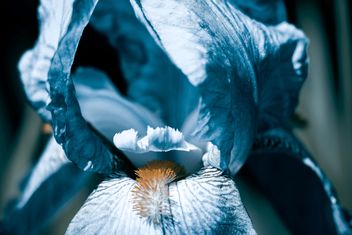 Blue iris close-up - Kostenloses image #183613