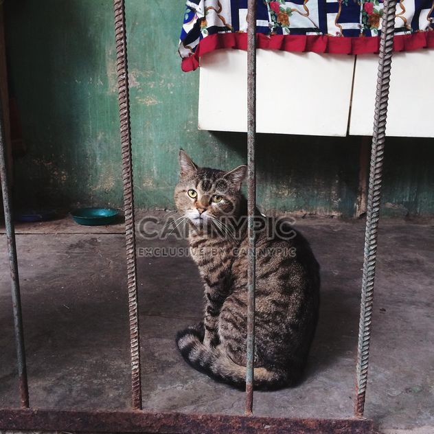 Odessa cat - image #183673 gratis
