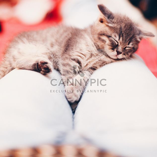 Cute sleeping kitten - Free image #183743