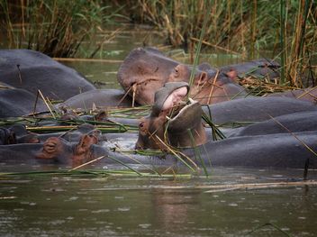 African wild hippopotamus under water - image #183873 gratis
