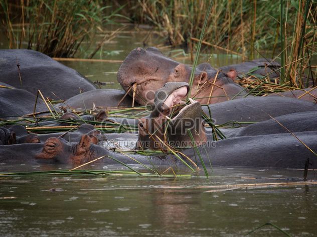 African wild hippopotamus under water - image #183873 gratis