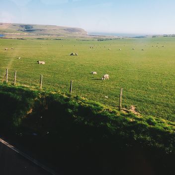 Sheep on green pasture in England - image #183943 gratis