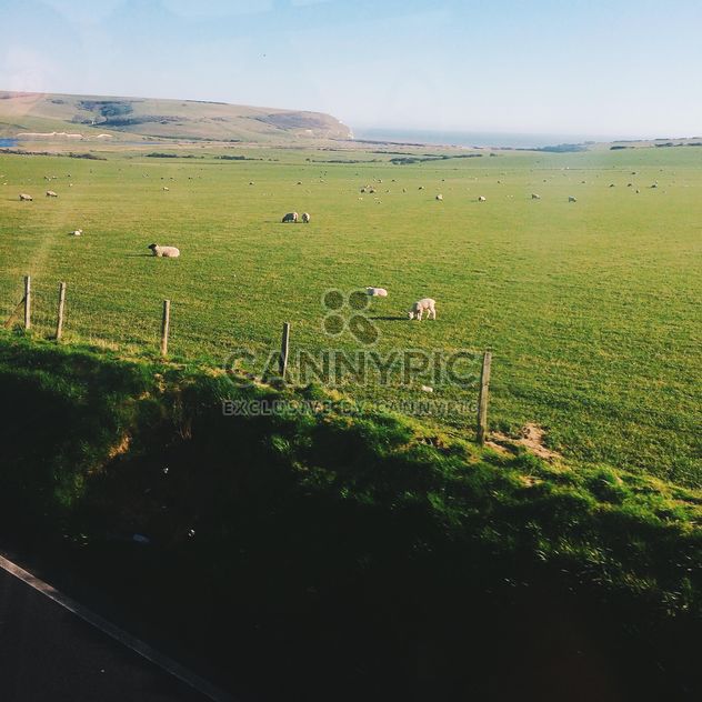 Sheep on green pasture in England - Free image #183943