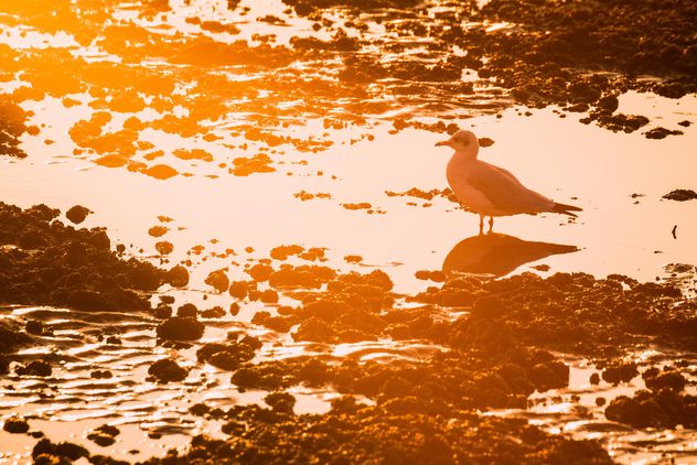 Seagull at sunset - Free image #183963