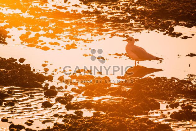 Seagull at sunset - Free image #183963