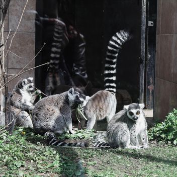 Lemurs in Zoo - image #184303 gratis