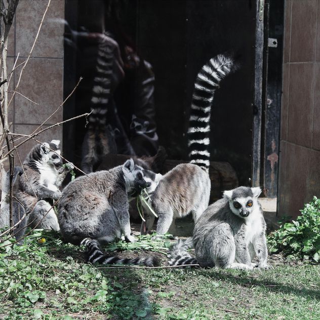 Lemurs in Zoo - Free image #184303