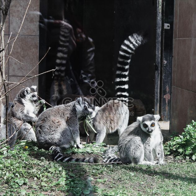 Lemurs in Zoo - image #184303 gratis