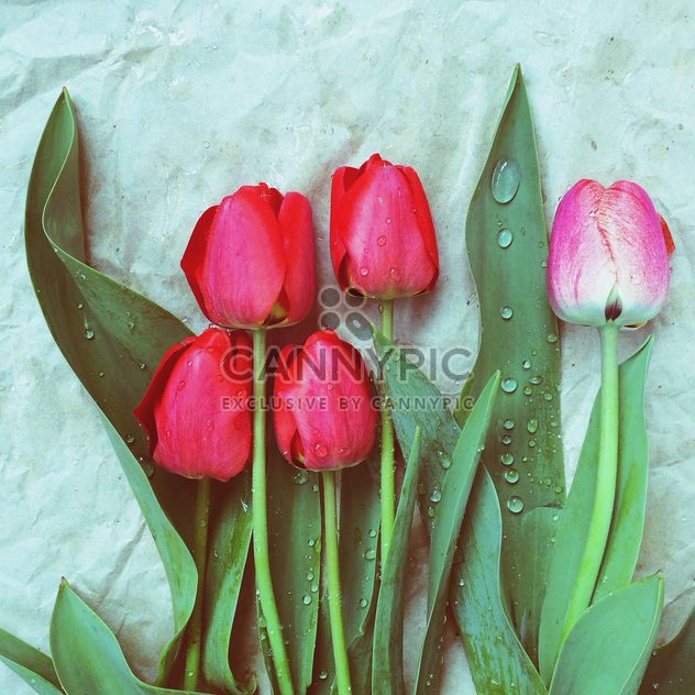 Five tulips - image gratuit #184423 