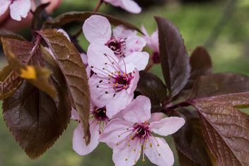 Cherry tree blossom - Free image #184463