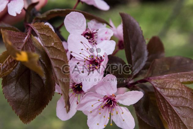 Cherry tree blossom - image #184463 gratis