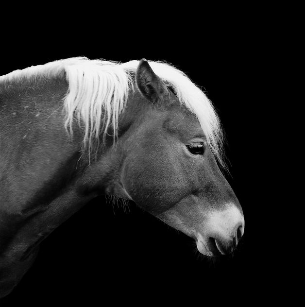 Horse on black background - image gratuit #184513 