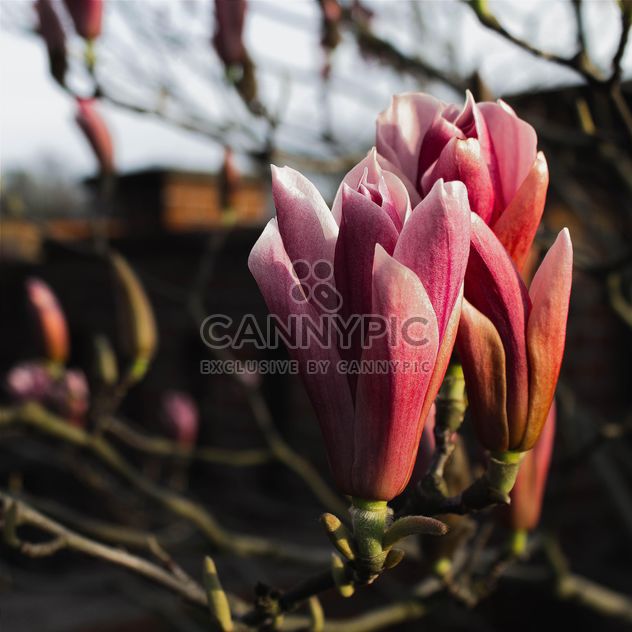 Pink Magnolia - image #184573 gratis