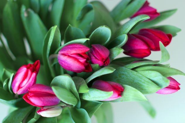 Pink tulips - Free image #185873