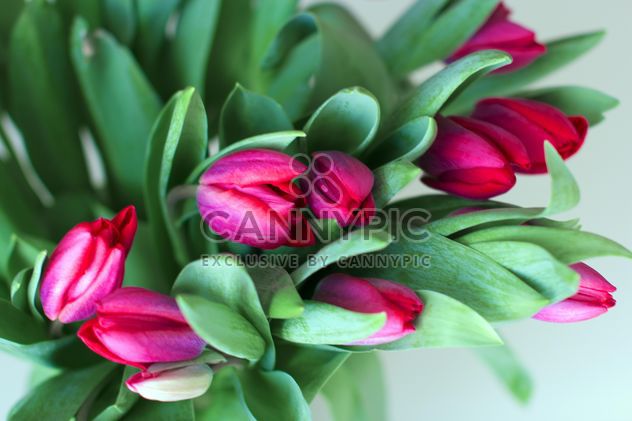 Pink tulips - image #185873 gratis