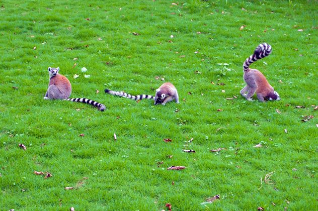 Lemurs on green grass - image #186043 gratis