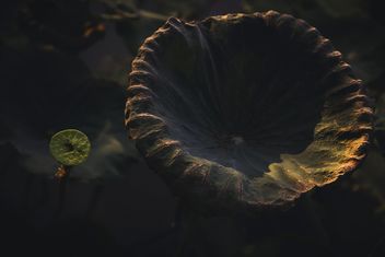 Lotus leaves in pond - бесплатный image #186083