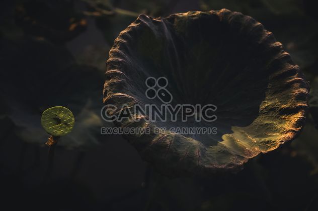 Lotus leaves in pond - image #186083 gratis