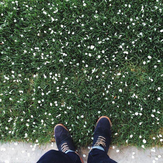 grass with cherry blossom flower flakes - бесплатный image #186143