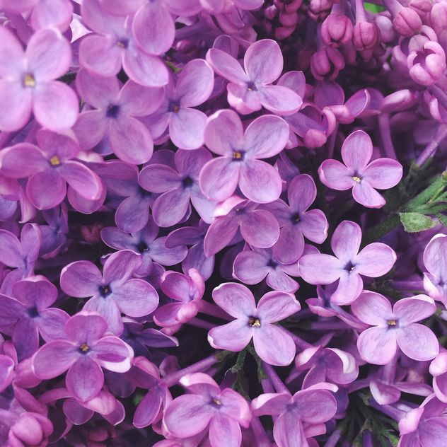 Close-up of lilac flowers - Free image #186153