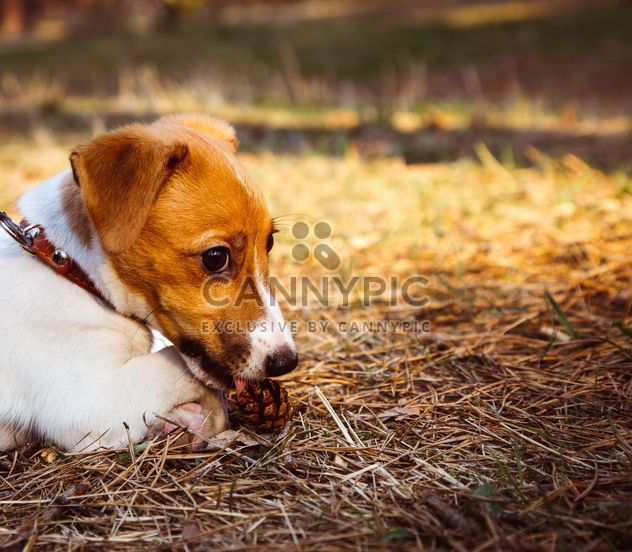 Small puppy in forest - image #186193 gratis