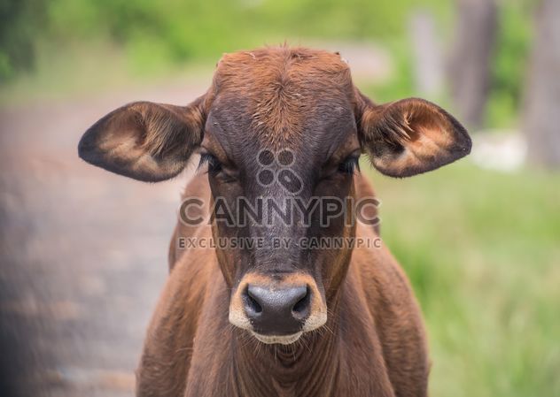 cow portrait - image #186533 gratis