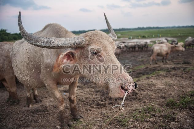 White buffalo on pasture - бесплатный image #186573